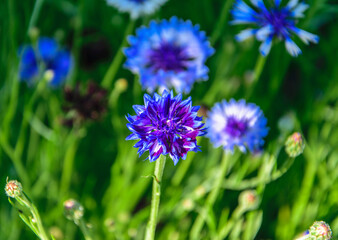 Blue cornflower close-up on the green background