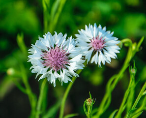 White cornflower with a pink center on a green background close-up.