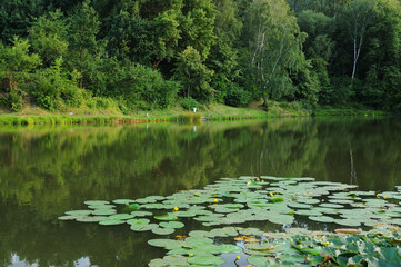 Jezioro lilie wodne lilia nenufary grzebienie - obrazy, fototapety, plakaty