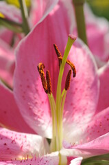 ピンク色の花びらを背景にしためしべとおしべ