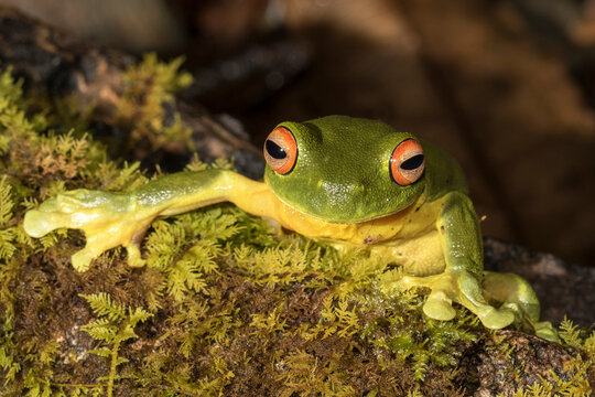 Red-eyed Tree Frog on mossy log