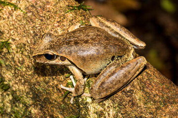Stony-creek Frog on mossy log