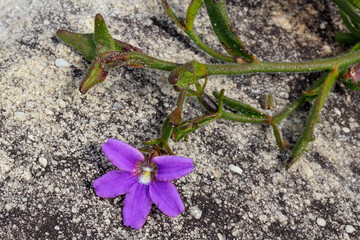 Purple Fan or Snake Flower