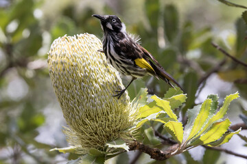 New Holland Honeyeater feeding on nectar of the Saw-tooth Banksia © Ken Griffiths
