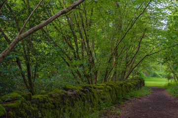 Scottish country road in the middle of the forest, with a wall covered with moss. Concept: travel to Scotland, typical landscapes of Scotland
