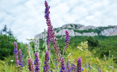 Blooming sage on the background of a mountain landscape.
