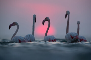 Dramatic sunrise and Greater Flamingos at Asker coast, Bahrain