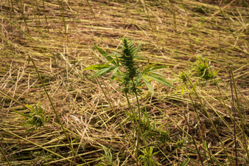 Harvested Industrial Hemp field for cbd production. Collected cannabis sativa plants.