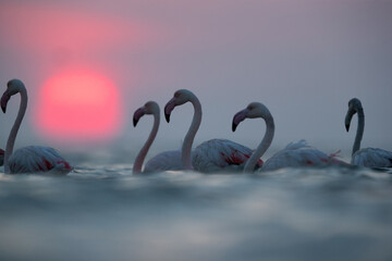 Greater Flamingos wading in water with backdrop of dramatic sunrise at Asker coast, Bahrain