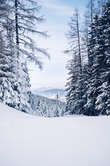 Schneelandschaft im Wald im Winter in den Bergen in Österreich