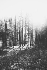 Winterlandschaft in Österreich am Unterberg