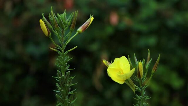 Evening star flower. Timelapse