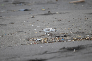 Sanderling on beach with pollution.