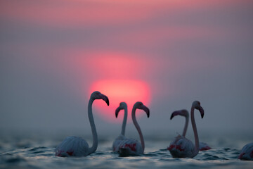 Greater Flamingos and dramatic sunrise at Asker coast, Bahrain