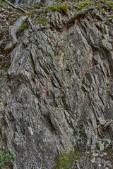 Schieferfelsen in der Eifel. Echter Schieferstein. Schiefer im Wald. Schieferstein Wand. Real Slate