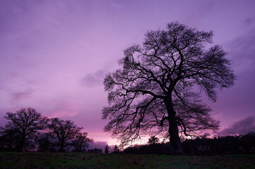Fototapeta na wymiar Leafless tree at dusk with purple sky