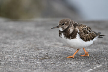 Ruddy turnstone.