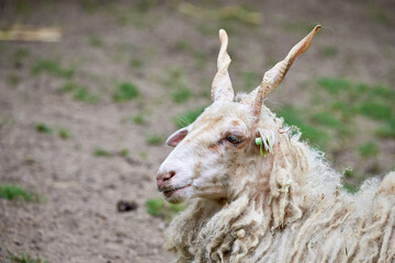 Hungarian Racka sheep,head close-up.Breed of sheep known for its unusual spiral-shaped horns