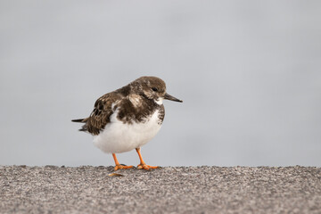 Ruddy turnstone.