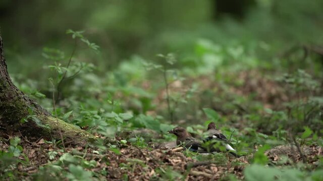 Adult jay feeding small offspring. Bird watching in the forest. European wildlife during springtime. Noisy small birds.  