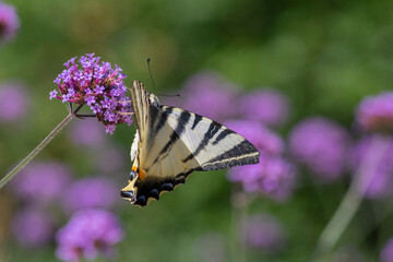 Verbena bonariensis vervain purpletop flowering plant with white black butterfly scarce swallowtail Iphiclides podalirius