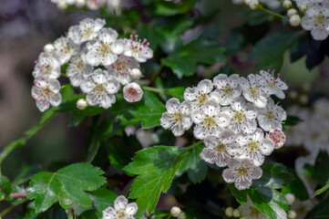 Crataegus laevigata white flowering branches, beautiful wild tree in bloom