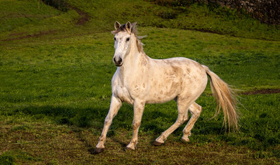 Obraz na płótnie Canvas White Lusitano horse, running free outdoors, green grass.