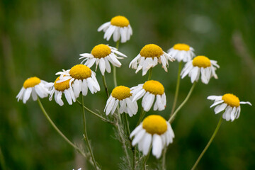 Daisies in a field with grass, Wonderful fabulous daisies on a meadow in summer. White daisies. Stock photo.