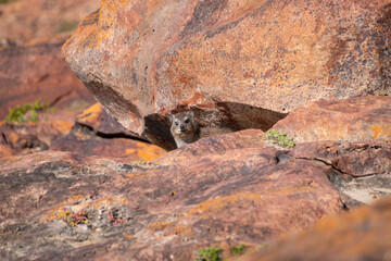 Rock Hyrax Dassie Robberg Nature Reserve.