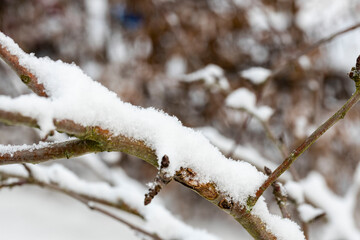 Obraz premium Gorgeous winter view. Snowy trees in winter. Winter day. Beautiful winter background.