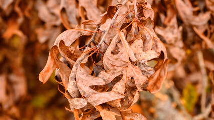 Bunch of Dry Leaves still hanging in there