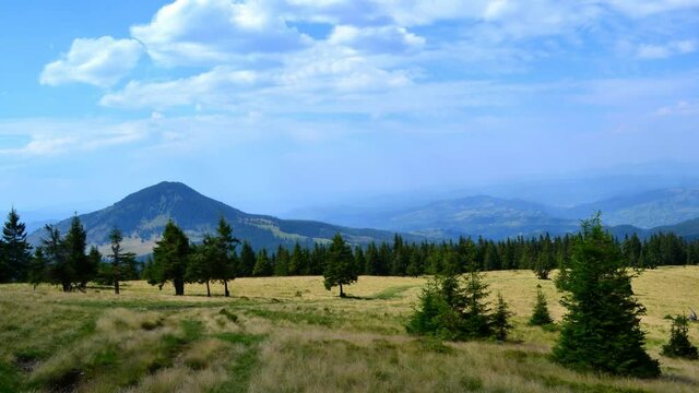 Meadows and pastures with isolated trees in Romanian mountains. Front of a forest is behind the meadows, mountains are in the background. Blue sky with white clouds are at the top.  