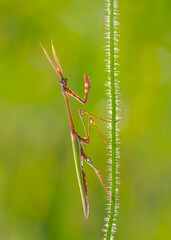 Close up of pair of Beautiful European mantis ( Mantis religiosa )