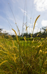 Close up of wild wheat in a meadow. The plants move slightly in the wind. The plants move slightly in the wind. In the background the mountains under a blue sky. Fine green and yellow stalks 