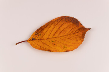 Yellow leaf with brown spots of cherry tree on white background