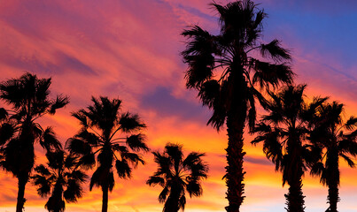 Fototapeta na wymiar Beautiful sunset on the background of palm trees..