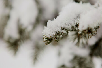 Sapin enneigé