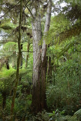 View of walnut tree stock in forest