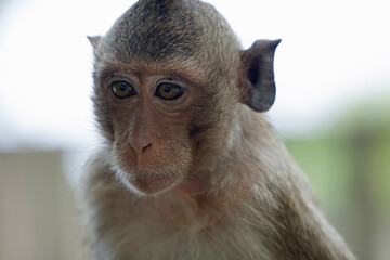 可愛いサル