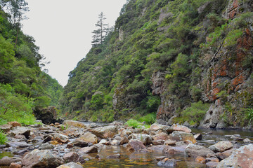 Fototapeta na wymiar View of Waitawheta River from Windows Walk at Karangahake Gorge