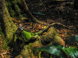lizard in the forest