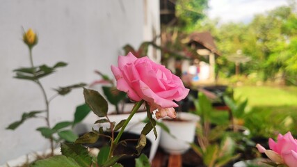 pink tulips in a garden