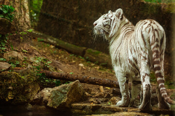 Naklejka premium Tigre Blanc profil