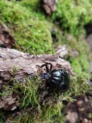 beetle on the green leaf