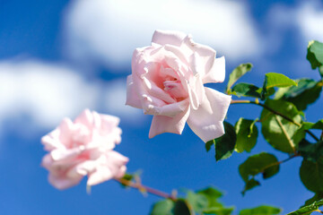青空とピンクの薔薇