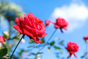 青空と赤い薔薇