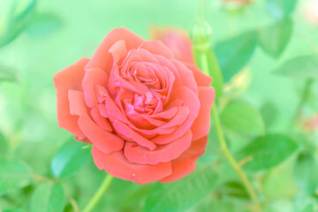 赤い薔薇の花