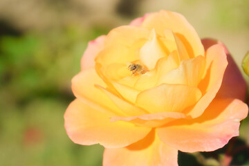 黄色い薔薇から顔を出す蜜蜂