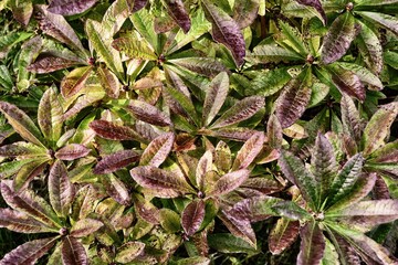 Obraz premium Autumn natural background with green-red foliage of rhododendron close up in selective focus.