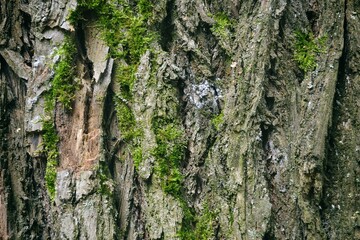Macro pine bark with lichen texture.